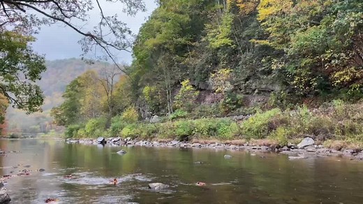 The Durbin Rocket, pulled by Heisler No. 6, travels alongside the Greenbrier River during the trains return to Durbin. 🚂🍂 | Durbin & Greenbrier Valley Railroad