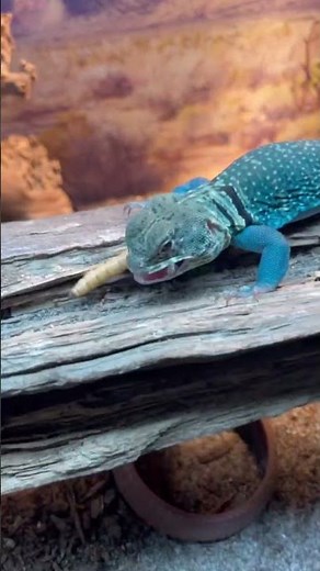 I heart blazing blue collared lizards💙🦎💙 #animals #lizard #reptiles