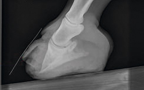 Laminitis: how to spot the signs, plus treatments and ways to prevent it
