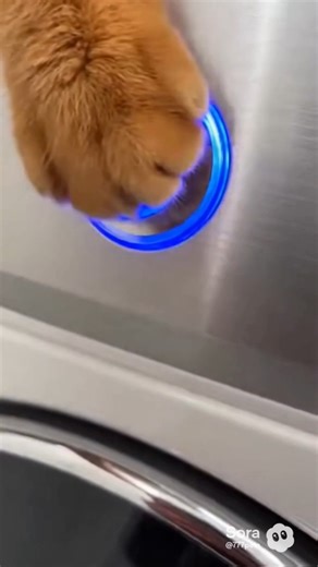 This cat running inside a washing machine 😭🧺🐱 Relax — it’s AI. No cats were harmed. #cats #animals #pets #ai #aivideo #aigenerated #funny #viral #reels #cute | 777Pets Global