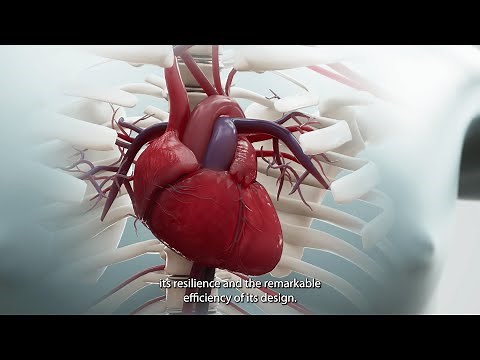 The Self-Sustaining Heart: Beating Outside the Body