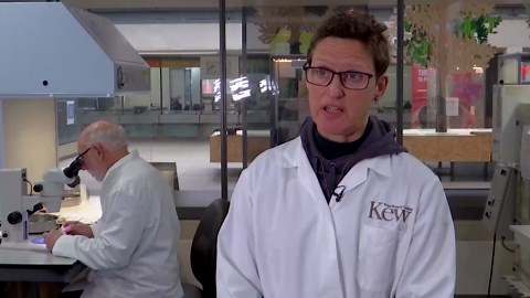 World's largest seed bank marks 25 years safeguarding wild seeds