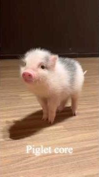 piglet core #pignic #micropig #minipig #piglet #petpig #cutepig #piglove #pigsofinstagram #piggy