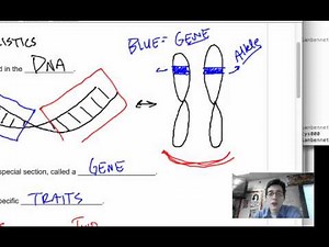8.1 Genes and Alleles
