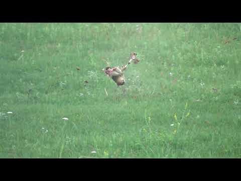 Shooting Prairie Dogs