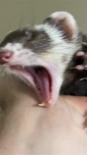 I like to imagine that they could sing like this #ferret #ferretsoftiktok #imagine #sing