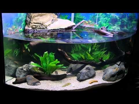 My Turtle Tank Habitat/ Setup Three Years Later! Featuring 2 Northern Black Knobbed Map Turtles!