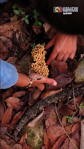 The Secret of Tree Roots, Underground Secret Communication Network #Roots #Tree #facts #viral #vi...