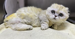 Munchkin kitten up for adoption after MSPCA treats sudden and severe illness