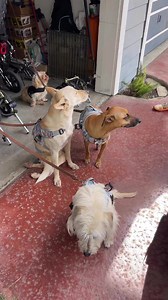 A day in the life of special needs dogs! | The Unstoppable Dogs