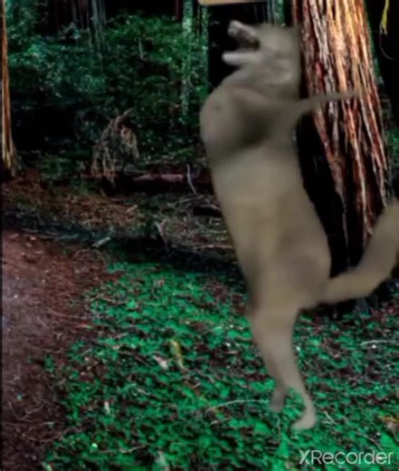 Dancing Wolf Funny Video | Wolf Dances in the Forest Hilariously
