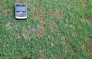 Demystifying Pythium diseases of golf course turfgrasses | Golfdom
