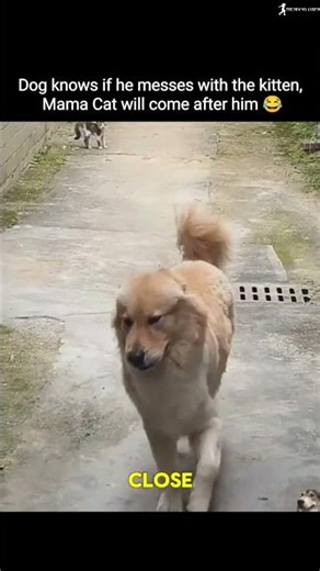 💚Dog Saw the Kitten... Then Remembered Who Its Mom Was 😂 #funnycat #viralvideo #funnyvideo