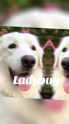 L a d y b u g 🐞 Ladybug may not fit in the palm of your hand, but she’ll sure try to wiggle her way into your lap. She’s a leaner, happiest when she’s pressed close against her humans, and she’s not shy about offering her dainty Pyr paw if you forget your job as designated bellyrub-giver. Born around July 2022, this sweet Great Pyrenees girl may start off a bit timid, but give her a few days and you’ll see the playful sparkle emerge—think less “life of the party” and more “quiet guest who broug