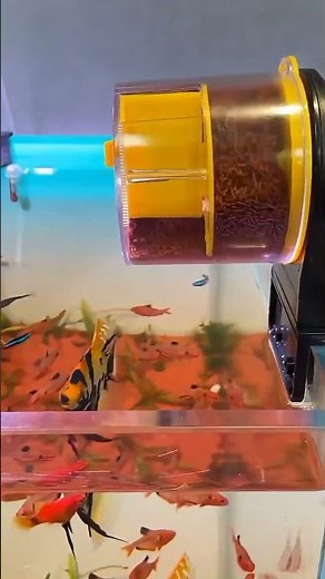 Fish Tank Setup in Action 🐠 #Shorts