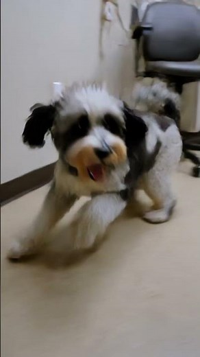 Dramatic Blue Merle Aussiedoodle’s Viral 'Rocket-Launch' After Tiny Vet Poke