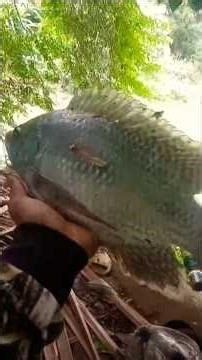 ikan nila monster hasil maser !! #paserikan #mancing #ikan #viralvideo #shorts