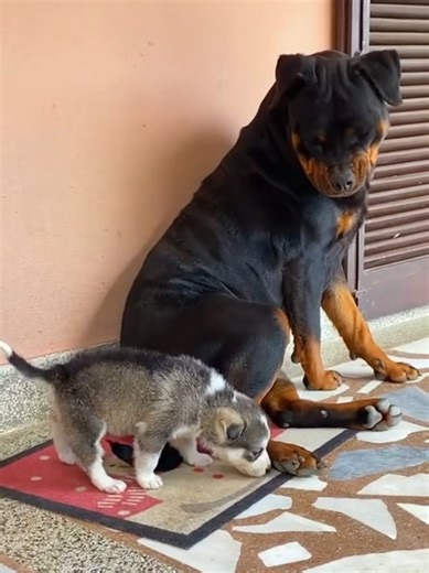 Big Dogs vs Tiny Pups: Who Wins the Playtime Battle?