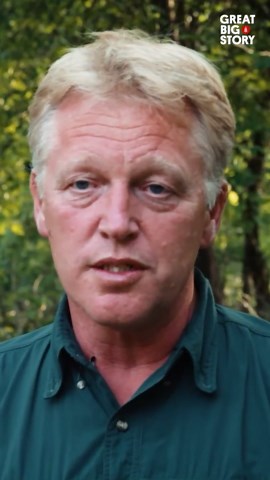 Rewilding Europe, Reviving the Majestic Bison