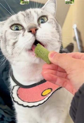 The correct and harmless way to expel hairballs! Useful and Delicious! — Cat Grass Treats.#tiktokshopblackfriday #cattreats #cattiktok #catlover #catsoftiktok