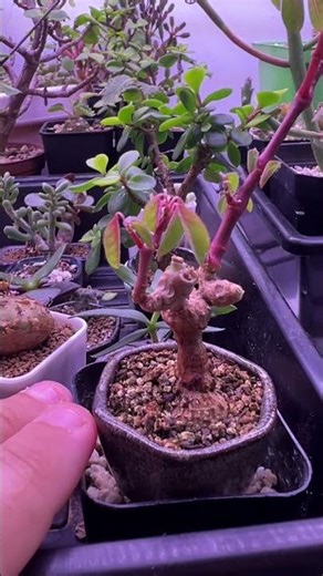 #euphorbia #succulents #cacti #houseplants #indoorplants