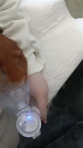 nebulizing Aspen has started. hopefully we see an improvement soon. #viral #nebuilzing #aspem #education #melbourne