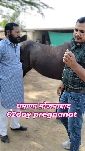 Govind Singh on Instagram: "#pd #trendingreels #hosre #short #viralvideos"