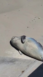 269K views · 10K reactions | "Hoy a las 2 de la mañana volvió a salir al mar y hace un rato que regresó a la playa. Está durmiendo. Te mando vídeo" Voluntaria Mónica Boni lunes 17 de noviembre en Piriápolis | Ballenas de La Pedrera - Rocha- Uruguay | Facebook