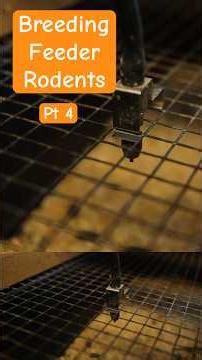 How to Never Run Out of Feeders Again—Rack Breeding 101 pt 4