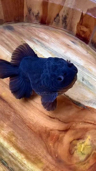 Black Oranda Short Tail 📸Arquatics. Goldfish | AKVARYUM Bilgi Paylasim