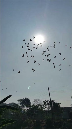 No matter the distance, home is the destination.#RacingPigeons #HomingInstinct #PigeonTraining #Long