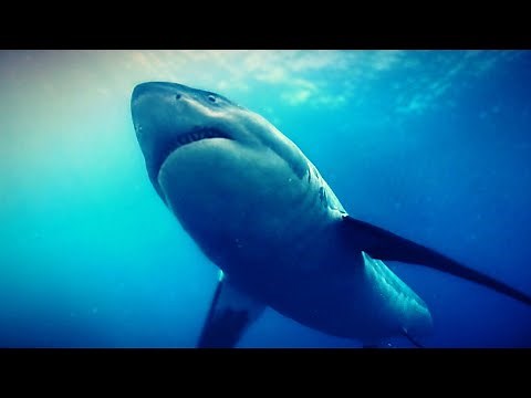 Life On Our Planet Otodus Shark Scene