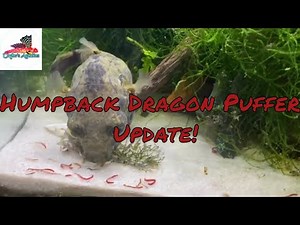 Humpback Dragon Puffer Uodate!