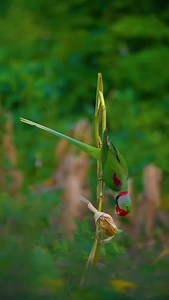 3.3K views · 9.8K reactions | Raja Anitha on Reels | Facebook