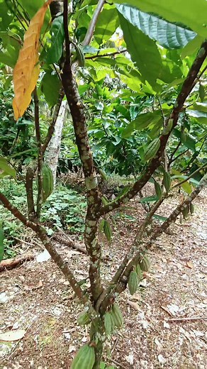 Early pod development #fyp #cacoa#farming #fyp#TopFans#fertilizer #followers#share #helpingothers | CACAO tutorial ni JM