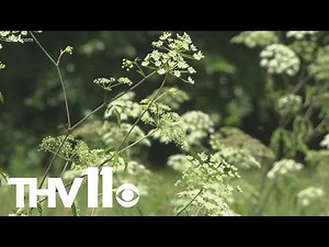 You should avoid poison hemlock, here's why