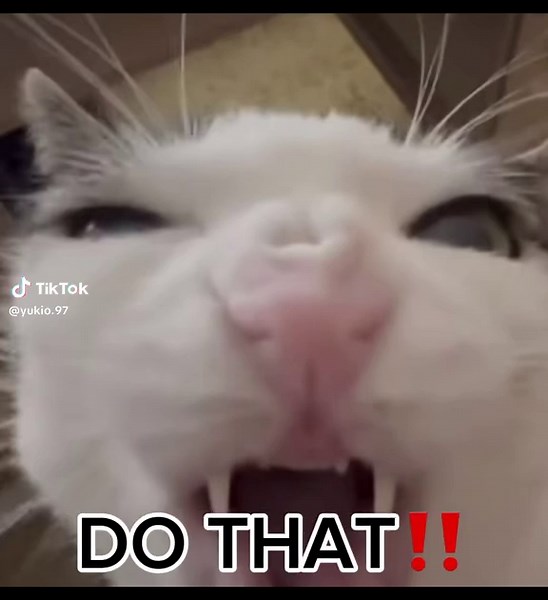 Yukio the amphibian. (@yukio.97)’s videos with original sound - Yukio the amphibian.