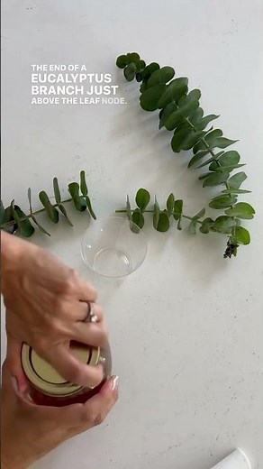 Propagate Eucalyptus from Stem Cuttings #SHORTS #eucalyptus