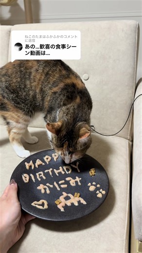 @ねこのたまはふかふかに返信 えーっと、、、歓喜どころかうんこ扱いでした💩 まだ子猫気分みたいで、子猫用チュールはバクバク食べます😂 #猫 #猫のいる暮らし #おすすめ #cat #happybirthday