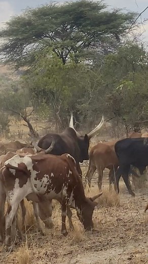 Raise Embankment by Cross fill material to some sections including compaction by layers not exceeding 300mm #CivilWorks #routinemaintenance | David Montana | Facebook