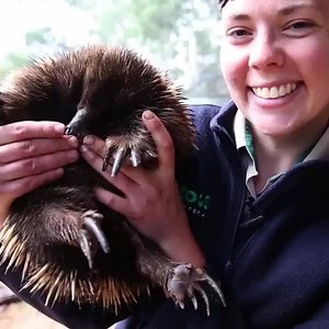 19K views · 522 reactions | Meet Matilda, the first-known echidna in the world that's allergic to ants! They make her eyes puffy and inflamed. Instead, she eats a diet of specially made meat paste. Filmed by Healesville Animal Sanctuary in Victoria | ABC Australia | Facebook