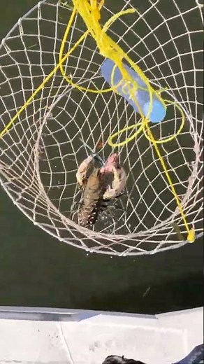 Checking drop nets for Murray Crays #crayfish #fishing #murraycray