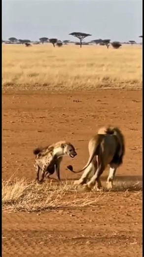🦁 Lion vs Hyena — Rare Savanna Standoff | Filmed From Distance