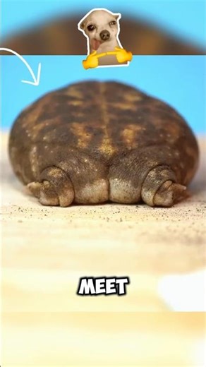 This frog can't swim or jump