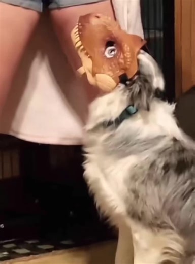 Funny Dog Wears Stylish Face Mask