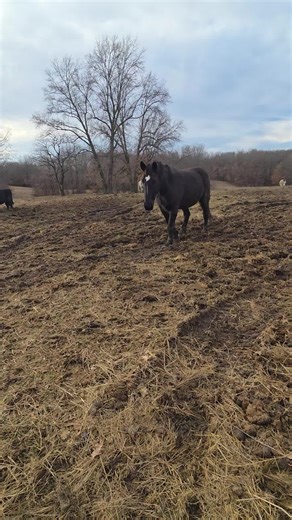 The Right Hart: Exploring Funeral Traditions with Horses