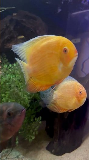 The Severum Cichlids in the 180 Gallon Aquarium