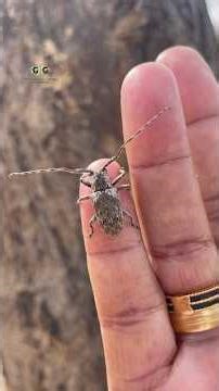 Stem Borer Insect #insects #gardening #horticulture #plantcare #flowers