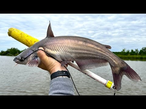 Jug Line Fishing for DELICIOUS Louisiana Catfish | CATCH And COOK