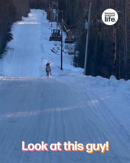 Not a care in the world 🦌😄 | Lessons Learned In Life